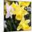 New York City, New York, USA. Daffodil bundle.-Julien McRoberts-Mounted Photographic Print