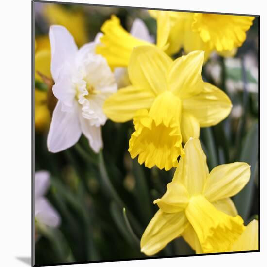 New York City, New York, USA. Daffodil bundle.-Julien McRoberts-Mounted Photographic Print