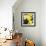 New York City, New York, USA. Daffodil bundle.-Julien McRoberts-Framed Photographic Print displayed on a wall