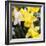 New York City, New York, USA. Daffodil bundle.-Julien McRoberts-Framed Photographic Print