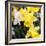 New York City, New York, USA. Daffodil bundle.-Julien McRoberts-Framed Photographic Print