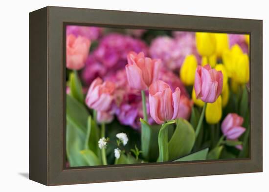 New York City, NY, USA. Floral Displays for Spring-Julien McRoberts-Framed Premier Image Canvas