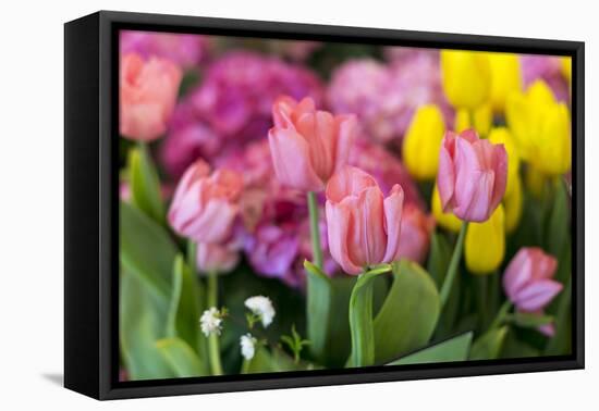 New York City, NY, USA. Floral Displays for Spring-Julien McRoberts-Framed Premier Image Canvas