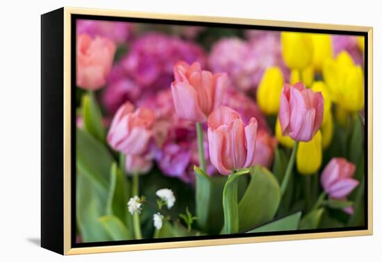 New York City, NY, USA. Floral Displays for Spring-Julien McRoberts-Framed Premier Image Canvas