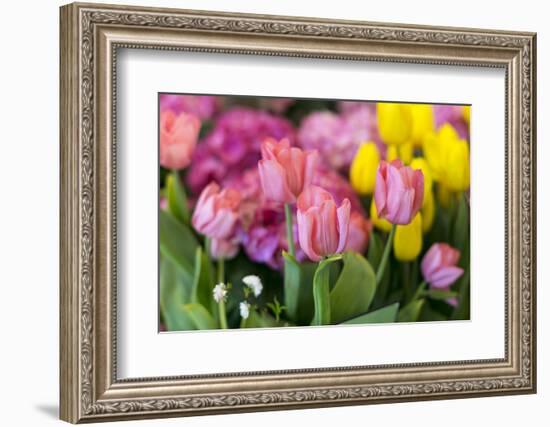 New York City, NY, USA. Floral Displays for Spring-Julien McRoberts-Framed Photographic Print