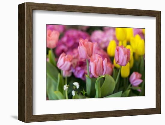 New York City, NY, USA. Floral Displays for Spring-Julien McRoberts-Framed Photographic Print