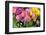 New York City, NY, USA. Floral Displays for Spring-Julien McRoberts-Framed Photographic Print
