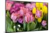 New York City, NY, USA. Floral Displays for Spring-Julien McRoberts-Mounted Photographic Print