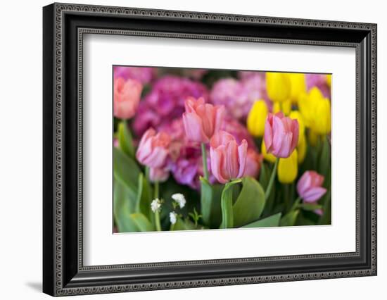 New York City, NY, USA. Floral Displays for Spring-Julien McRoberts-Framed Photographic Print