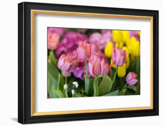 New York City, NY, USA. Floral Displays for Spring-Julien McRoberts-Framed Photographic Print