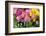 New York City, NY, USA. Floral Displays for Spring-Julien McRoberts-Framed Photographic Print