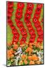 New York City, NY, USA. Floral Displays for Spring-Julien McRoberts-Mounted Photographic Print