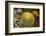 New York City, NY, USA. Floral Displays for Spring-Julien McRoberts-Framed Photographic Print