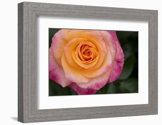 New York, Colorful pink and yellow rose.-Cindy Miller Hopkins-Framed Photographic Print