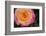 New York, Colorful pink and yellow rose.-Cindy Miller Hopkins-Framed Photographic Print