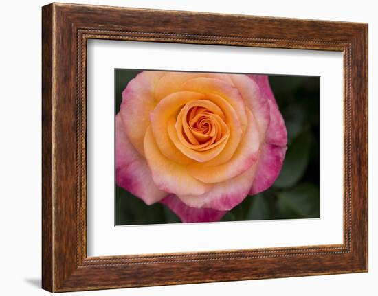 New York, Colorful pink and yellow rose.-Cindy Miller Hopkins-Framed Photographic Print