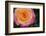 New York, Colorful pink and yellow rose.-Cindy Miller Hopkins-Framed Photographic Print