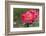 New York, Colorful rose.-Cindy Miller Hopkins-Framed Photographic Print