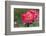 New York, Colorful rose.-Cindy Miller Hopkins-Framed Photographic Print