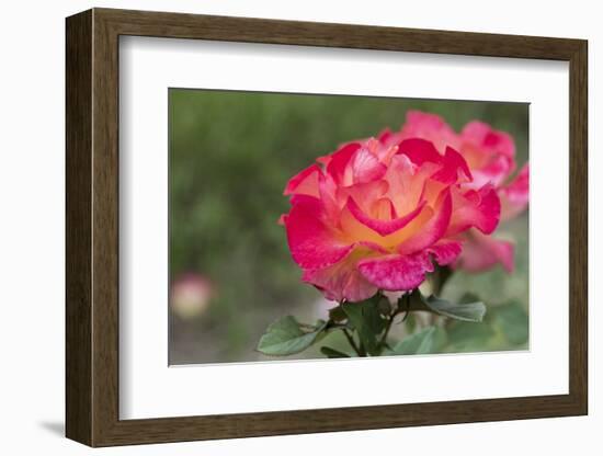 New York, Colorful rose.-Cindy Miller Hopkins-Framed Photographic Print