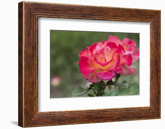 New York, Colorful rose.-Cindy Miller Hopkins-Framed Photographic Print