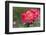 New York, Colorful rose.-Cindy Miller Hopkins-Framed Photographic Print