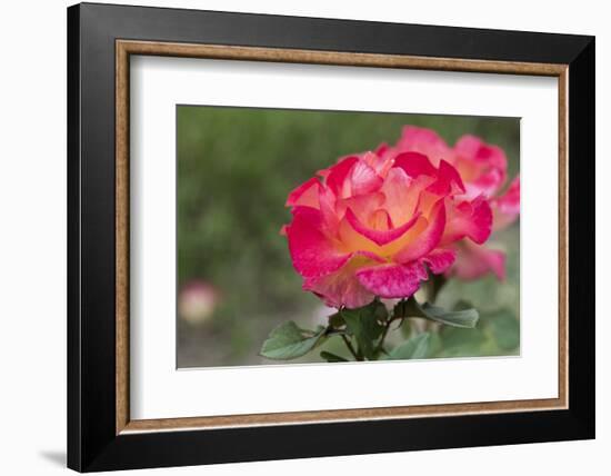 New York, Colorful rose.-Cindy Miller Hopkins-Framed Photographic Print