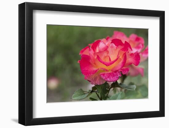 New York, Colorful rose.-Cindy Miller Hopkins-Framed Photographic Print