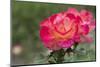 New York, Colorful rose.-Cindy Miller Hopkins-Mounted Photographic Print