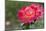 New York, Colorful rose.-Cindy Miller Hopkins-Mounted Photographic Print