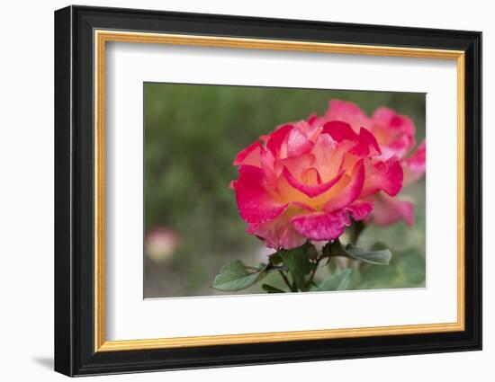 New York, Colorful rose.-Cindy Miller Hopkins-Framed Photographic Print