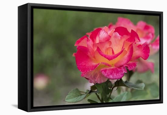 New York, Colorful rose.-Cindy Miller Hopkins-Framed Premier Image Canvas