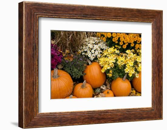 New York, Cooperstown, Farmers Museum. Decorative Pumpkin Display-Cindy Miller Hopkins-Framed Photographic Print