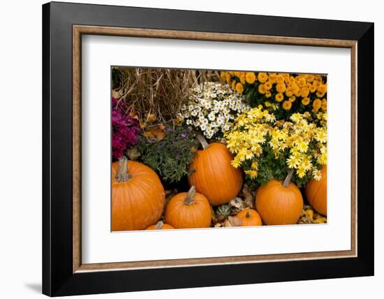 New York, Cooperstown, Farmers Museum. Decorative Pumpkin Display-Cindy Miller Hopkins-Framed Photographic Print