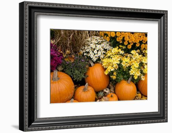 New York, Cooperstown, Farmers Museum. Decorative Pumpkin Display-Cindy Miller Hopkins-Framed Photographic Print