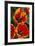 New York. Detail of colorful tulips.-Cindy Miller Hopkins-Framed Photographic Print