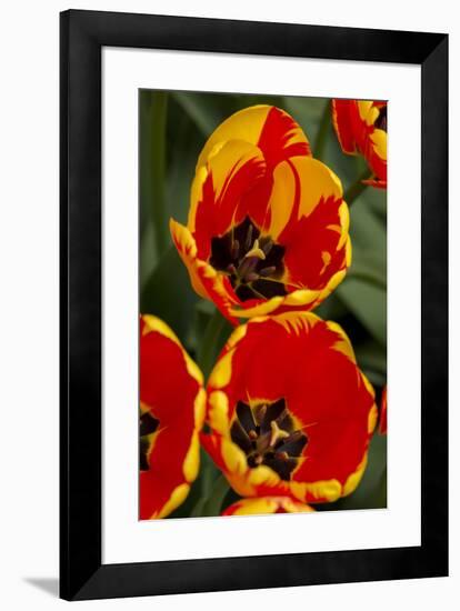 New York. Detail of colorful tulips.-Cindy Miller Hopkins-Framed Photographic Print