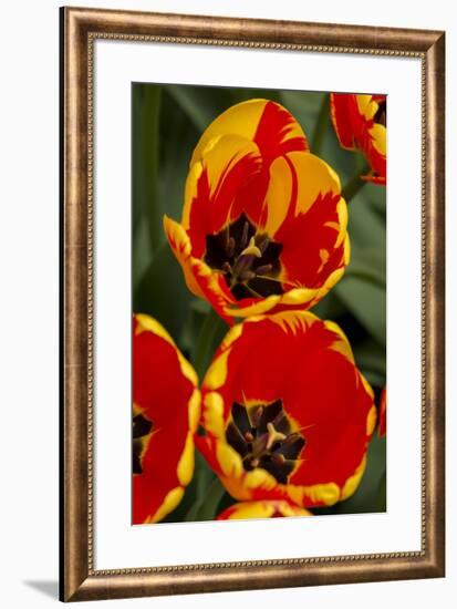 New York. Detail of colorful tulips.-Cindy Miller Hopkins-Framed Photographic Print