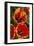 New York. Detail of colorful tulips.-Cindy Miller Hopkins-Framed Photographic Print