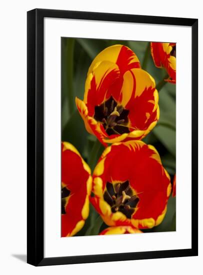 New York. Detail of colorful tulips.-Cindy Miller Hopkins-Framed Photographic Print