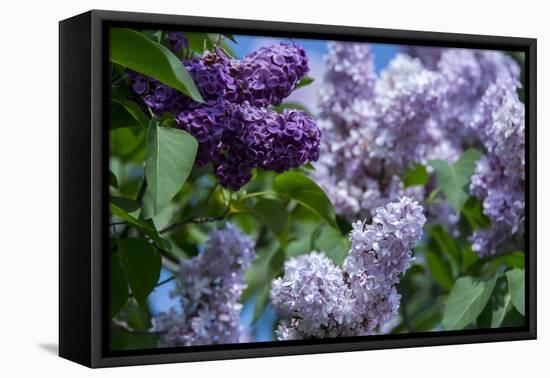 New York. Lilac flowers in bloom.-Cindy Miller Hopkins-Framed Premier Image Canvas