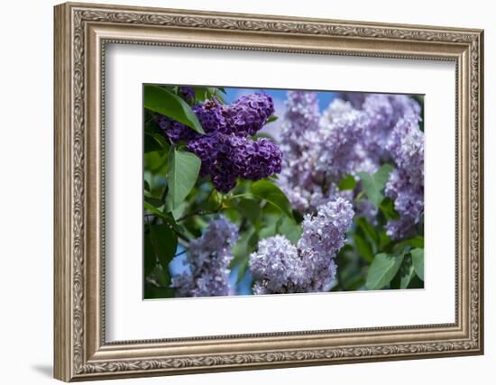 New York. Lilac flowers in bloom.-Cindy Miller Hopkins-Framed Photographic Print