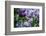 New York. Lilac flowers in bloom.-Cindy Miller Hopkins-Framed Photographic Print