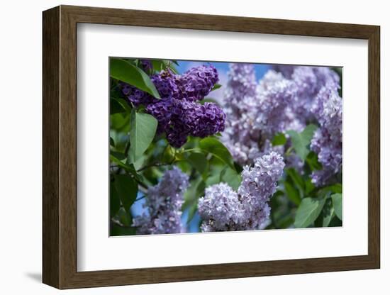 New York. Lilac flowers in bloom.-Cindy Miller Hopkins-Framed Photographic Print