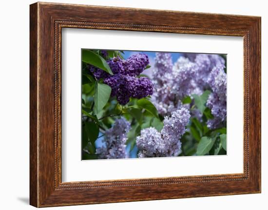 New York. Lilac flowers in bloom.-Cindy Miller Hopkins-Framed Photographic Print