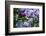 New York. Lilac flowers in bloom.-Cindy Miller Hopkins-Framed Photographic Print