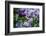 New York. Lilac flowers in bloom.-Cindy Miller Hopkins-Framed Photographic Print