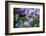 New York. Lilac flowers in bloom.-Cindy Miller Hopkins-Framed Photographic Print