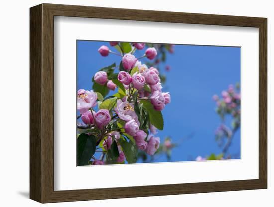 New York. Pink roses with blue sky.-Cindy Miller Hopkins-Framed Photographic Print