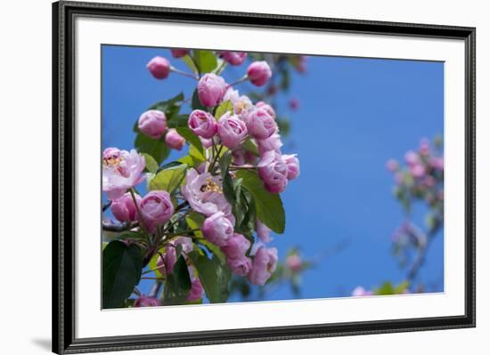 New York. Pink roses with blue sky.-Cindy Miller Hopkins-Framed Premium Photographic Print